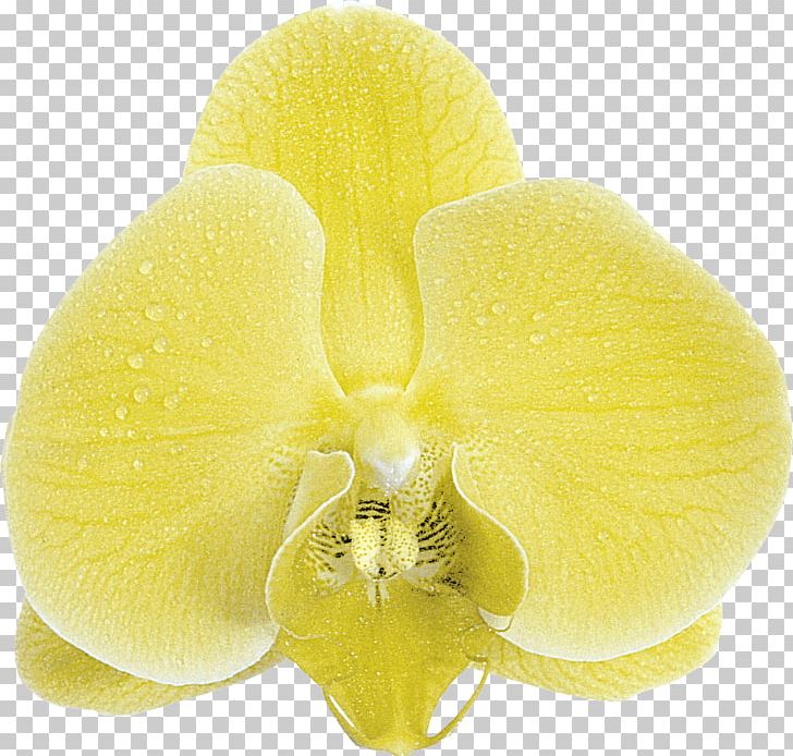 Moth Orchids Close-up PNG, Clipart, Closeup, Close Up, Flower, Miscellaneous, Moth Free PNG Download