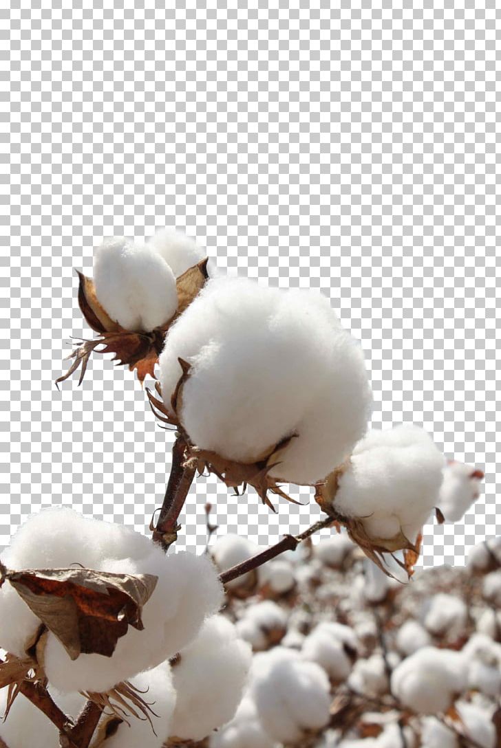 Sea Island Cotton Sateen Bt Cotton Seed PNG, Clipart, Branch, Clothing, Computer Wallpaper, Cotton, Cotton Candy Free PNG Download