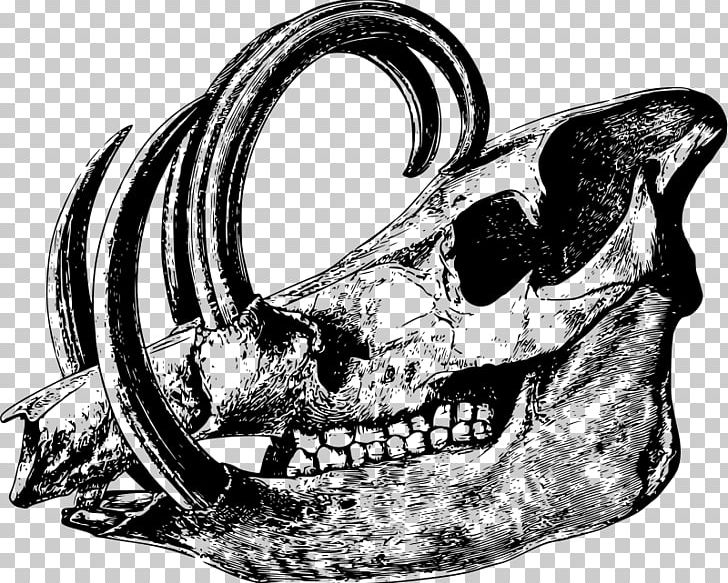 Skull Babirusa Drawing PNG, Clipart, Animal, Automotive Design, Babirusa, Black And White, Bone Free PNG Download