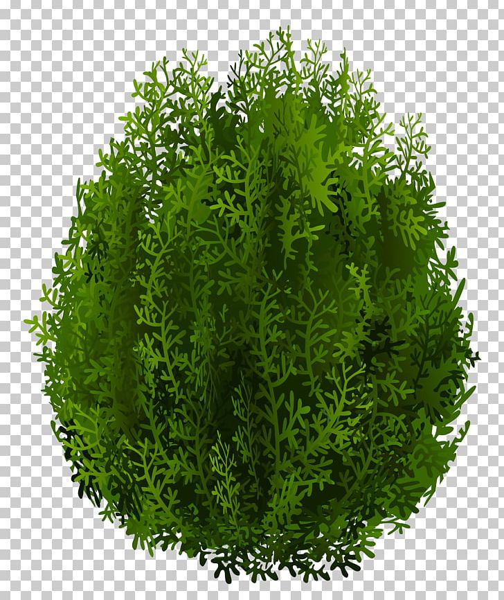 Desktop Resolution PNG, Clipart, Desktop Wallpaper, Dots Per Inch, Evergreen, Grass, Herb Free PNG Download