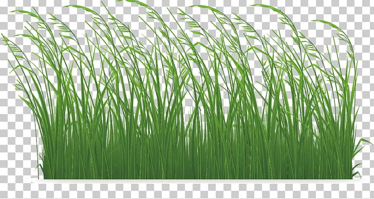 Grasses PNG, Clipart, Artificial Grass, Cartoon Grass, Chrysopogon Zizanioides, Commodity, Creative Grass Free PNG Download