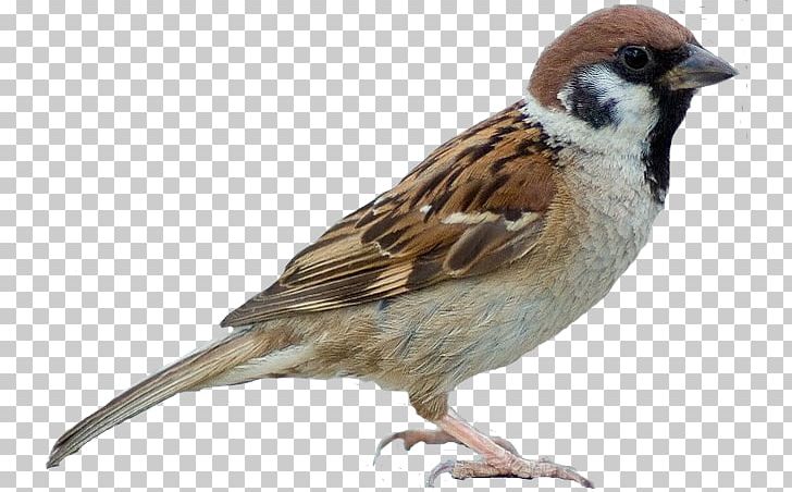 House Sparrow Bird Moineau Southern Antpipit PNG, Clipart, Beak, Bird, Emberizidae, Eurasian Tree Sparrow, Fauna Free PNG Download
