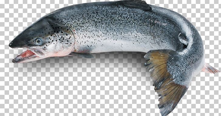 Rainbow Trout Chinook Salmon Atlantic Salmon Coho Salmon PNG, Clipart, Animals, Aquaculture Of Salmonids, Atlantic Salmon, Chinook Salmon, Coho Salmon Free PNG Download