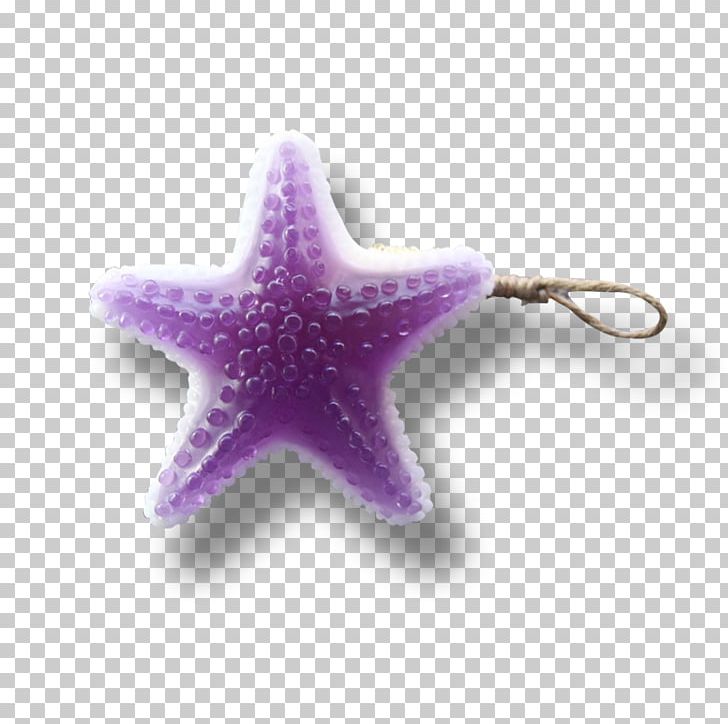 Starfish PNG, Clipart, Animals, Bubble, Echinoderm, Invertebrate, Marine Invertebrates Free PNG Download