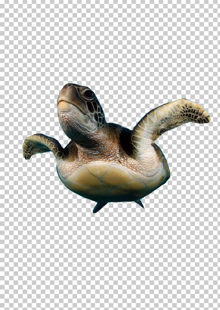 Turtle Natures Best Photography PNG, Clipart, Animals, Aquarium Fish, Beak, Duck, Ducks Geese And Swans Free PNG Download