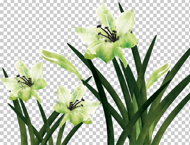 Lily Flower Floral PNG, Clipart, Biology, Cut Flowers, Floral, Flower, Lily Flower Free PNG Download