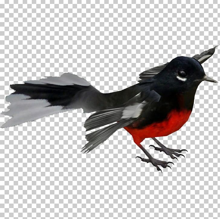 Beak Bird Feather Wing PNG, Clipart, Animals, Beak, Bird, Crow Like Bird, Feather Free PNG Download
