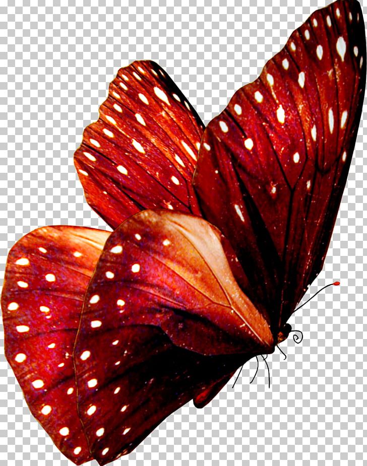 Butterfly Art Stock Photography PNG, Clipart, Art, Arthropod, Butterflies And Moths, Butterfly, Color Free PNG Download