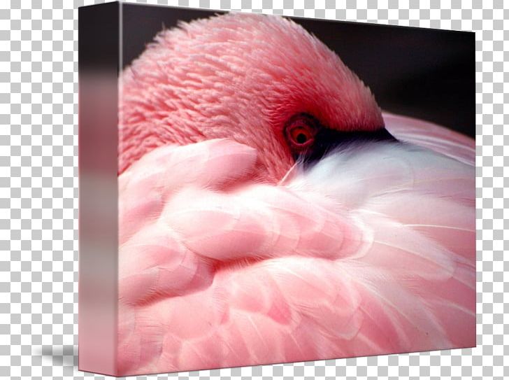 Fauna Close-up Beak Pink M Neck PNG, Clipart, Animals, Beak, Bird, Closeup, Closeup Free PNG Download
