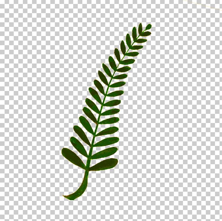 Plant Leaf PNG, Clipart, Aquatic Plants, Branch, Computer Icons, Drawing, Fern Free PNG Download