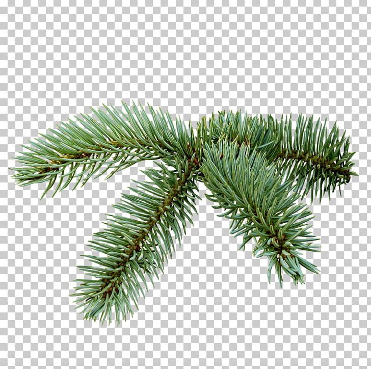Spruce Christmas Tree PNG, Clipart, Branch, Christmas, Christmas Ornament, Christmas Tree, Clip Art Free PNG Download