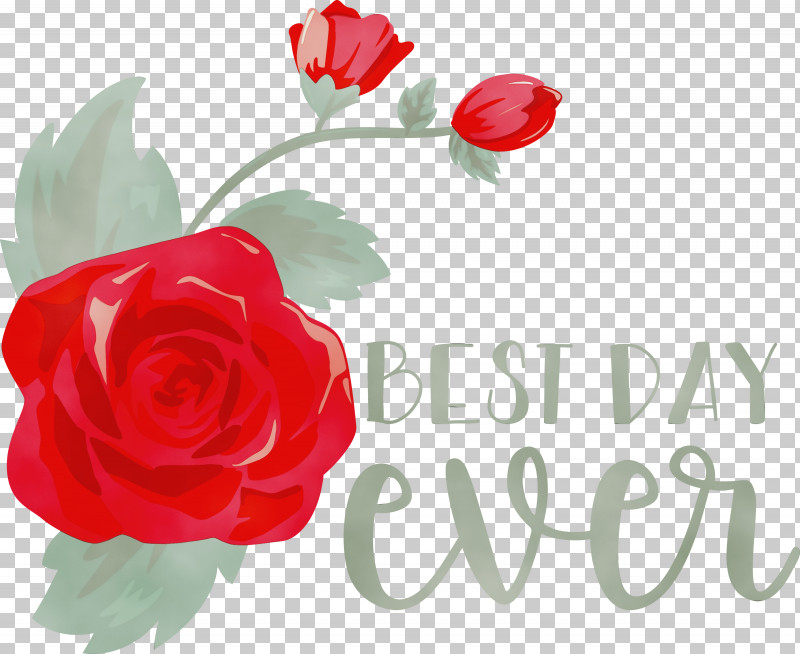 Garden Roses PNG, Clipart, Best Day Ever, Drawing, Flower, Garden, Garden Roses Free PNG Download