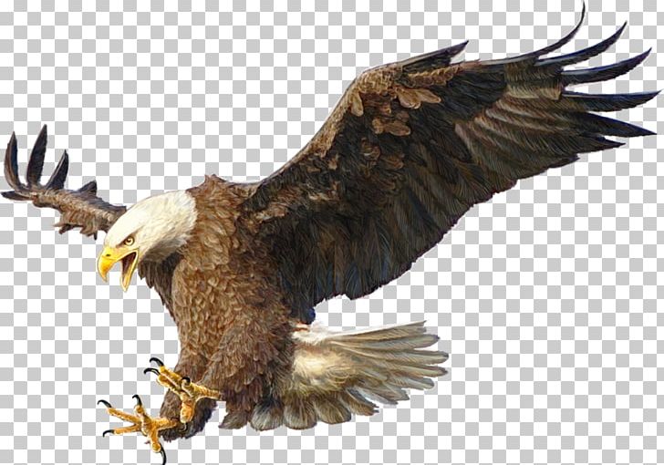 Bald Eagle Drawing Bird PNG, Clipart, Accipitriformes, Animals, Bald Eagle, Beak, Bird Free PNG Download