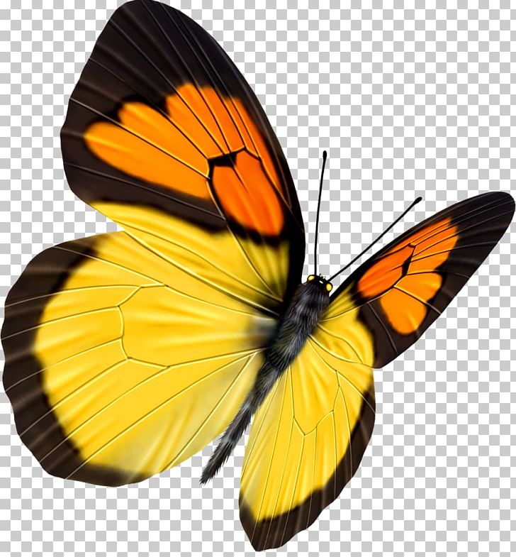 Butterfly Transparency And Translucency PNG, Clipart, Arthropod, Black, Brush Footed Butterfly, Butterflies, Butterfly Group Free PNG Download