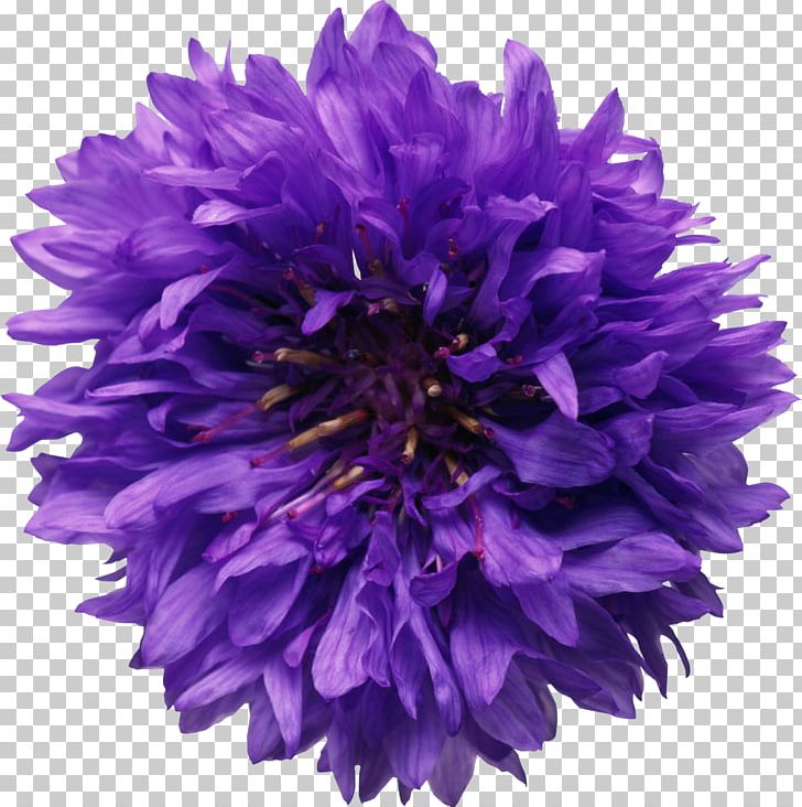 Flower Chemistry Experiment Chemical Reaction Sodium PNG, Clipart, Annual Plant, Aster, Centaurea Montana, Chemical Reaction, Chemical Substance Free PNG Download
