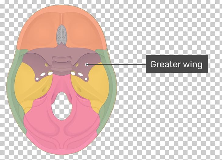 Middle Cranial Fossa Anterior Cranial Fossa Sella Turcica Infratemporal Fossa Sphenoid Bone PNG, Clipart, Anatomy, Base Of Skull, Fantasy, Greater Wing Of Sphenoid Bone, Infratemporal Fossa Free PNG Download