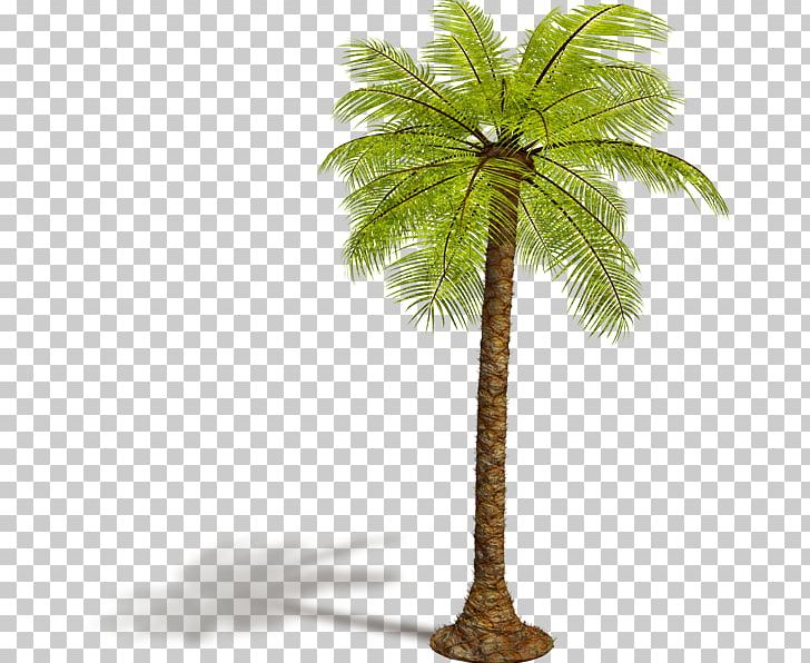 Asian Palmyra Palm Arecaceae Tree PNG, Clipart, Accessoires, Arecaceae, Arecales, Asian Palmyra Palm, Borassus Free PNG Download