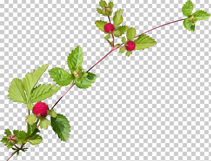 Red Mulberry Encapsulated PostScript PNG, Clipart, Auglis, Branch, Chai, Download, Encapsulated Postscript Free PNG Download