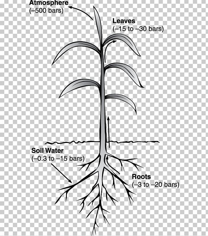 Water Potential Pressure Xylem PNG, Clipart, Angle, Area, Atmospheric Plant, Black And White, Branch Free PNG Download