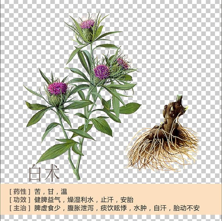 Bai Zhu Atractylodes Lancea Rhizome Herb Traditional Chinese Medicine PNG, Clipart, Artificial Flower, Atractylodes, Bai Zhu, Car Profile, Chinese Free PNG Download