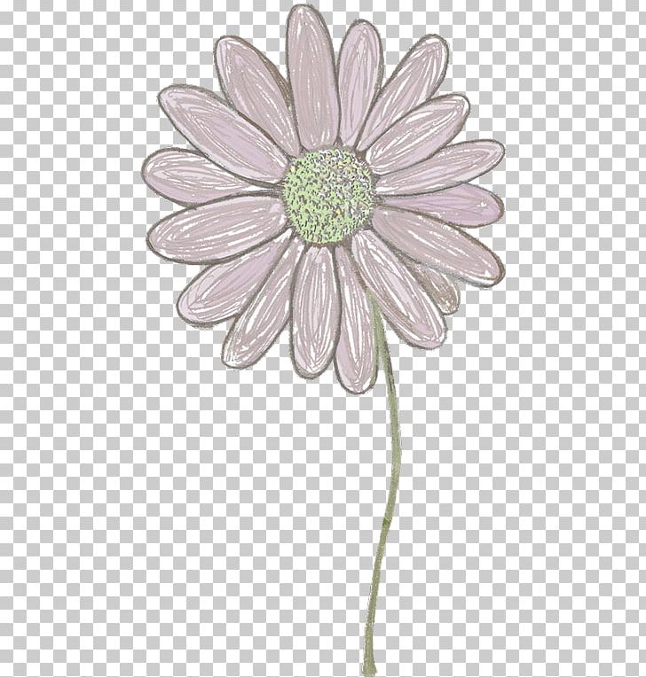 Common Daisy Chrysanthemum Transvaal Daisy Oxeye Daisy Cut Flowers PNG, Clipart, Chrysanthemum, Chrysanths, Circle, Common Daisy, Cut Flowers Free PNG Download