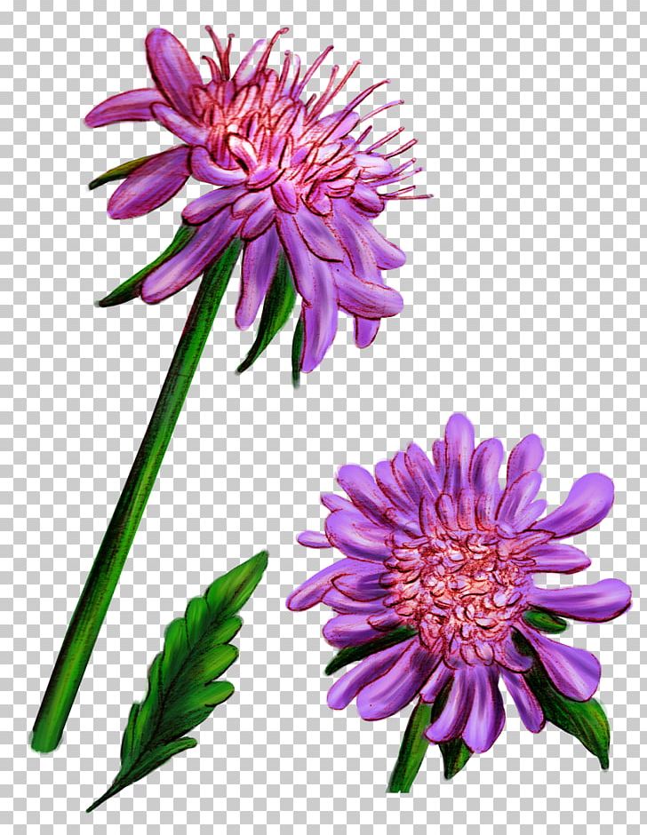Wildflower Cut Flowers Graphic Novel Flora PNG, Clipart, 5 January, Annual Plant, Aster, Book, Chrysanthemum Free PNG Download