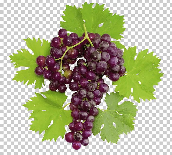 Common Grape Vine Dolma Wine Stock Photography PNG, Clipart, Boysenberry, Can Stock Photo, Common Grape Vine, Currant, Dolma Free PNG Download