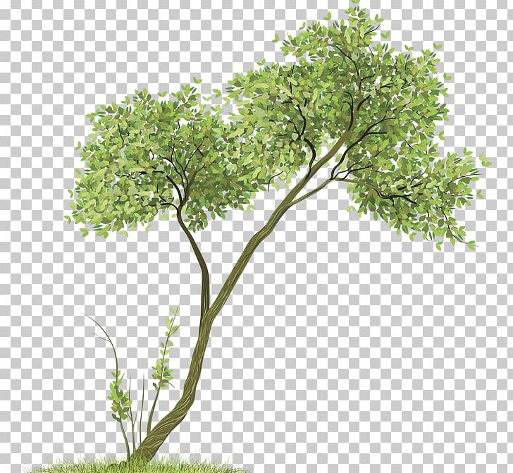 BAANNUENG @ KATA Drawing Room PNG, Clipart, Art, Baannueng Kata, Book, Branch, Christmas Tree Free PNG Download