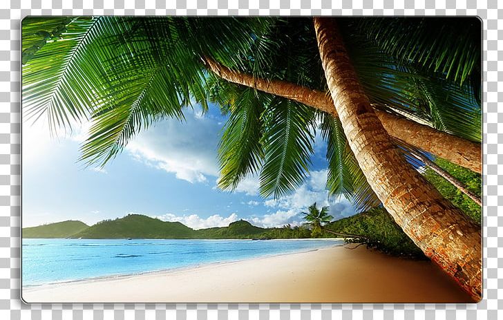 Beach Arecaceae Shore Desktop Tropics PNG, Clipart, Arecaceae, Arecales, Beach, Caribbean, Coconut Free PNG Download