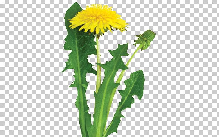 Dandelion Coffee Common Dandelion Leaf Plant Edible Flower PNG, Clipart, Annual Plant, Common Dandelion, Daisy Family, Edible Flower, Flower Free PNG Download