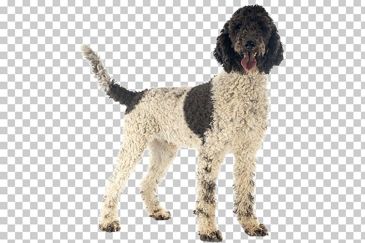Portuguese Water Dog Lagotto Romagnolo Curly-coated Retriever Spanish Water Dog Puppy PNG, Clipart, American Water Spaniel, Barbet, Breed, Carnivoran, Coa Free PNG Download