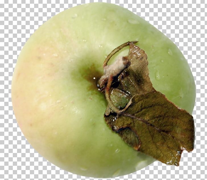 Apple Fruit PNG, Clipart, Albom, Apple, Apple Fruit, Apple Logo, Background Green Free PNG Download