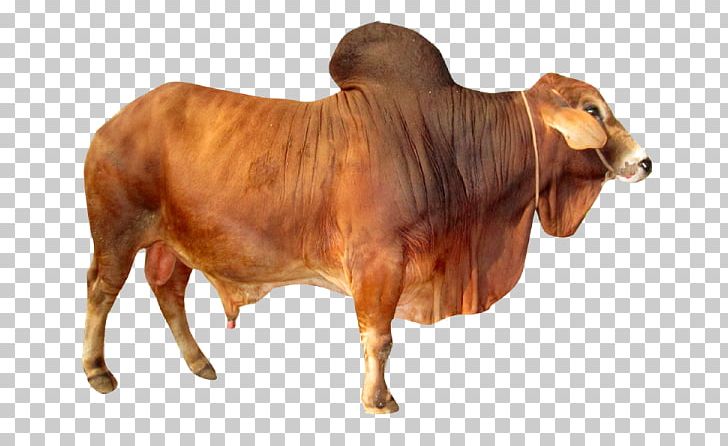 Sahiwal Cattle Holstein Friesian Cattle Ox Murrah Buffalo Bull PNG, Clipart, Breed, Bull, Cattle, Cattle Like Mammal, Cow Goat Family Free PNG Download