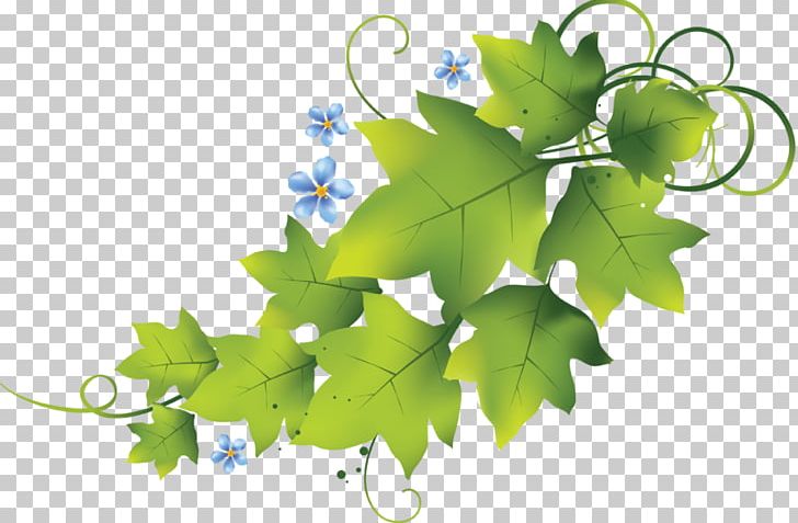 Adobe Photoshop Portable Network Graphics Photograph PNG, Clipart, Branch, Download, Fotosearch, Grape Leaves, Grapevine Family Free PNG Download