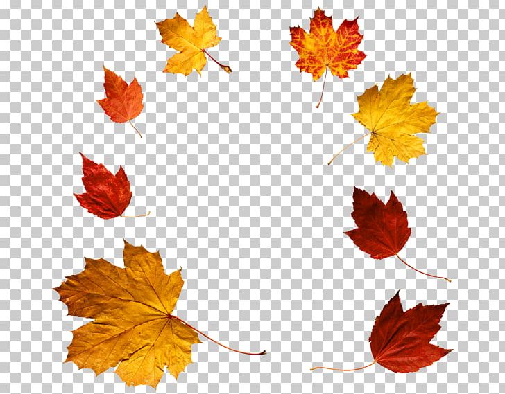 Autumn Leaf Color Autumn Leaf Color PNG, Clipart, Autumn, Autumn Leaf Color, Autumn Leaves, Clip Art, Computer Icons Free PNG Download