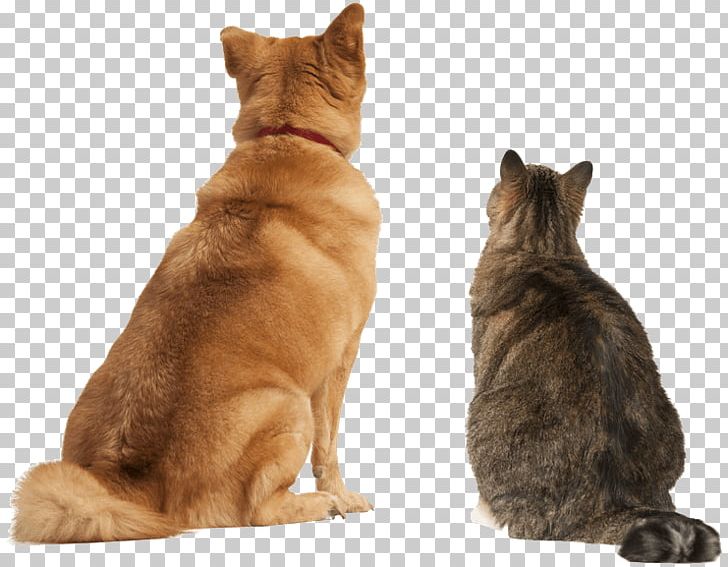 Dog–cat Relationship Persian Cat Ragdoll Pet Sitting PNG, Clipart, Animal Euthanasia, Animals, Carnivoran, Cat Like Mammal, Dog Breed Free PNG Download