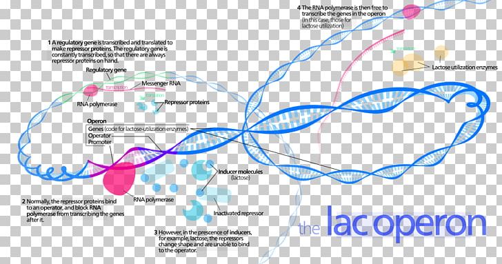 Lac Operon Prokaryote Transcriptional Regulation PNG, Clipart, Activator, Area, Bacteria, Bacterial Transcription, Brand Free PNG Download