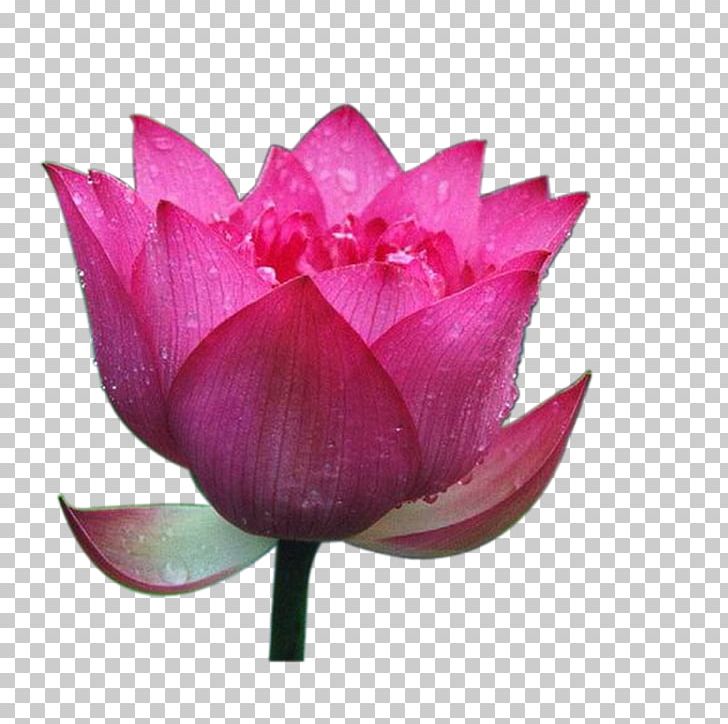 Nelumbo Nucifera Computer Software PNG, Clipart, Aquatic Plant, Creative Flower, Flower, Flowers, Lotus Free PNG Download