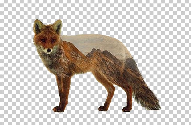 Norway Red Fox Canvas Print PNG, Clipart, Animal, Animals, Art, Artist, Canvas Free PNG Download