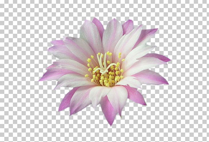 Dahlia Chrysanthemum Petal Annual Plant PNG, Clipart, Annual Plant, Aster, Chrysanthemum, Chrysanths, Dahlia Free PNG Download