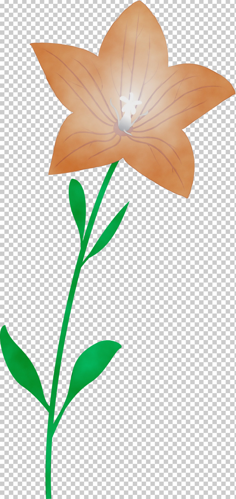 Plant Stem Flower Leaf Petal Flora PNG, Clipart, Balloon Flower, Biology, Flora, Flower, Leaf Free PNG Download