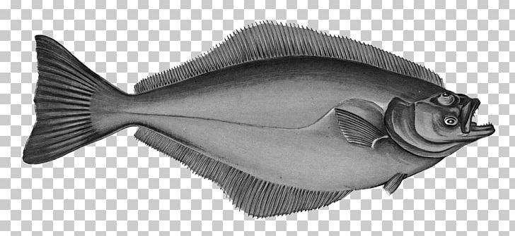 Atlantic Halibut Flatfish A History Of The Fishes Of The British Islands PNG, Clipart, Animals, Atlantic, Atlantic Halibut, Bony Fish, Fauna Free PNG Download