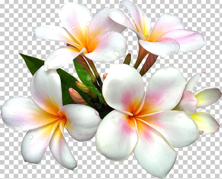 Flower Lilium PNG, Clipart, Art, Artwork, Color, Computer Icons, Cut Flowers Free PNG Download
