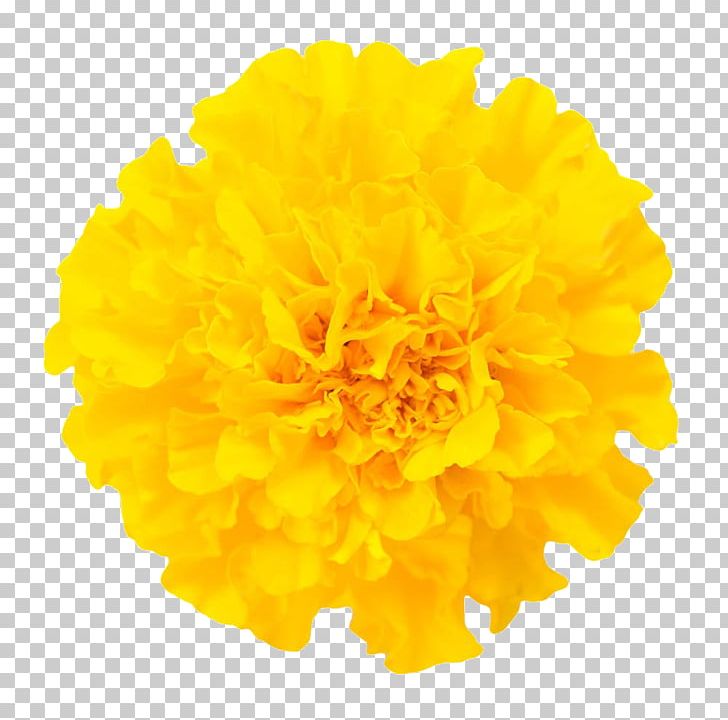 Mexican Marigold Chrysanthemum Flower Euclidean PNG, Clipart, Biological, Biological World, Calendula, Flowers, Free Logo Design Template Free PNG Download