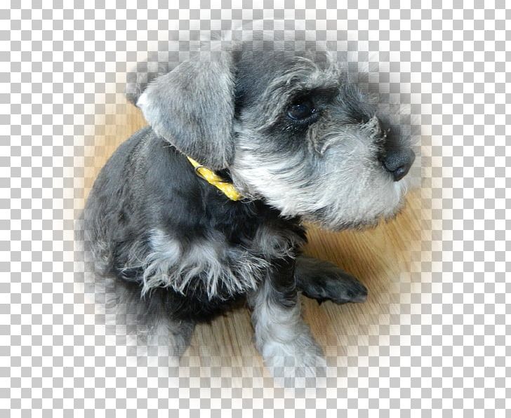 Miniature Schnauzer Cesky Terrier Standard Schnauzer Schnoodle Lakeland Terrier PNG, Clipart, Animals, Breed, Carnivoran, Cesky Terrier, Companion Dog Free PNG Download