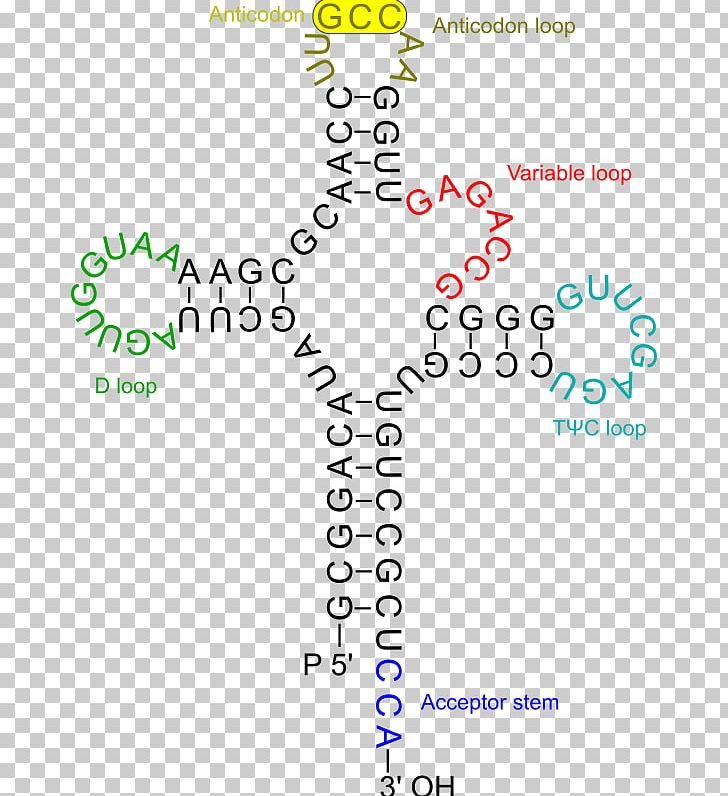Transfer RNA Amino Acid Genetics RNA Virus PNG, Clipart, Amino Acid, Angle, Anticodon, Area, Biology Free PNG Download