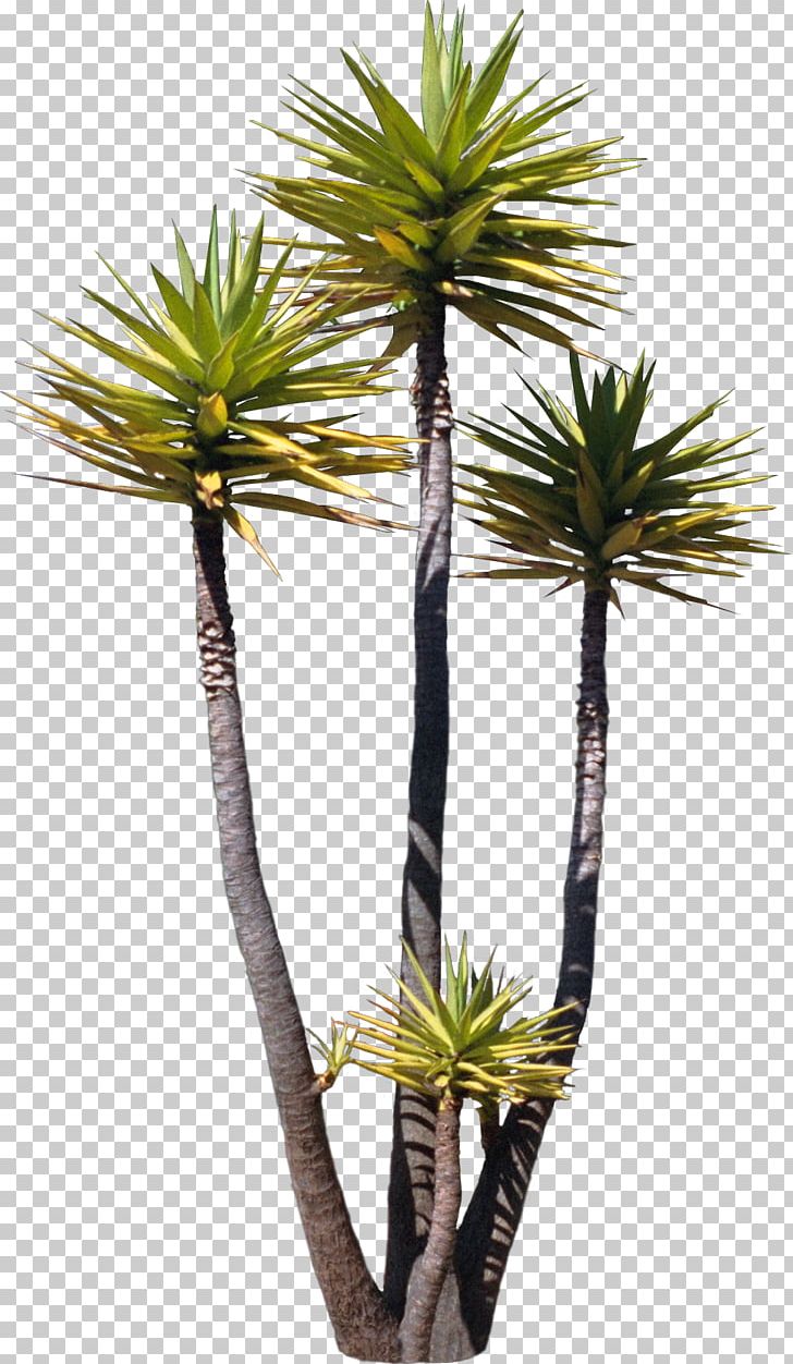 Tree Arecaceae Asian Palmyra Palm Plant Painting PNG, Clipart, Agac, Agac Resimleri, Arecaceae, Arecales, Asian Palmyra Palm Free PNG Download