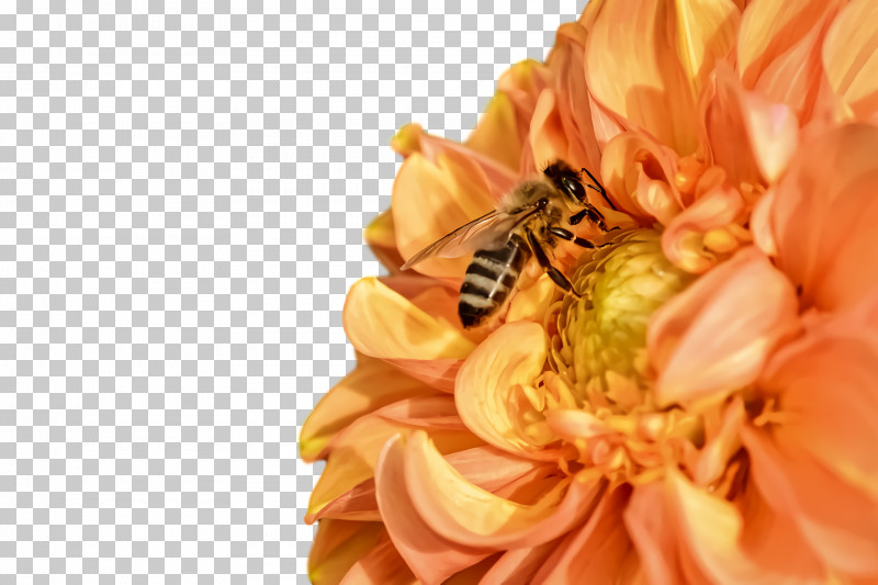 Flower Garden PNG, Clipart, Bees, Cut Flowers, Dahlia, Daisy Family, Flower Free PNG Download