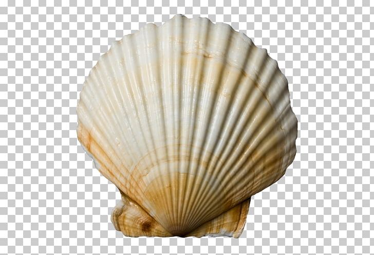 Cockle Seashell Conchology Molluscs PNG, Clipart, Animals, Castle, Chitosan, Clam, Clams Oysters Mussels And Scallops Free PNG Download