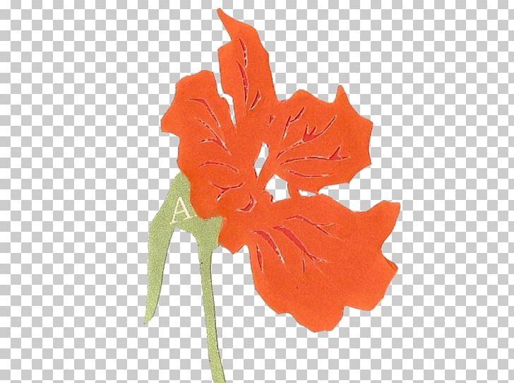Leaf Variegation Petal Orange Plant Stem PNG, Clipart, Color, Flower, Flowering Plant, Leaf, Nasturtium Free PNG Download